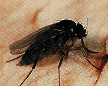 Image of a Phoridae